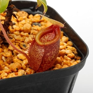 Nepenthes undulatifolia��[ �ͥڥ�ƥ�������ǥ��ƥ��ե��ꥢ ]���� PN230907-12 ��