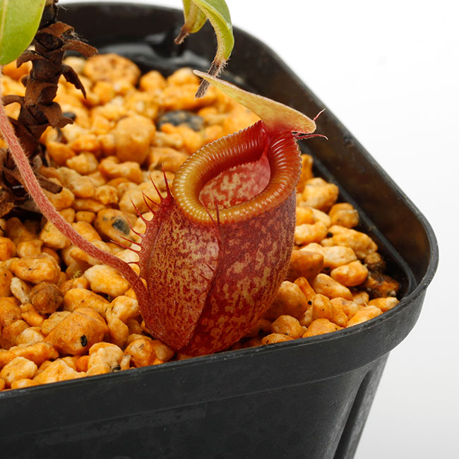 c*o様 NEPENTHES ネペンテス HOGGS ホッグスレザーパッチ オー NEPENTHES ネペンテス 大株！ x burbidgeae EP ウツボカズラ Nepenthes