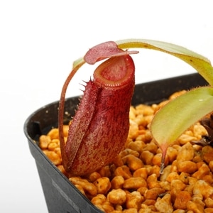 Nepenthes rajah x burbidgeae��( N. x ' alisputrana ' ) [ �ͥڥ�ƥ����饸�� x �С��ӥå����� (N. ���ꥵ�ץȥ�� ) ]���� Borneo Exotics / BE-3865 �ۡ� PN230907-13 ��