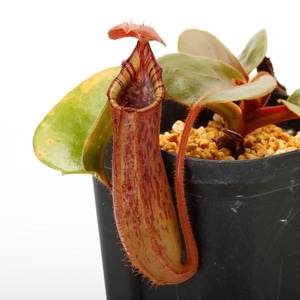 Nepenthes truncata ( highland - Reddish leaves )��[ �ͥڥ�ƥ����ȥ�󥫡��� ]���� PN230907-16 ��