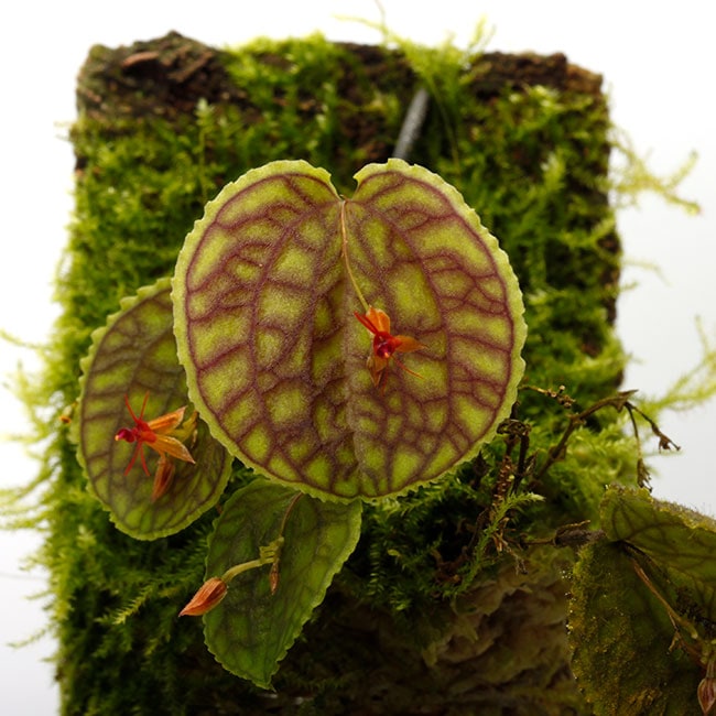 Lepanthes tentaculata [ レパンテス・テンタキュラータ ] 【 PN230912