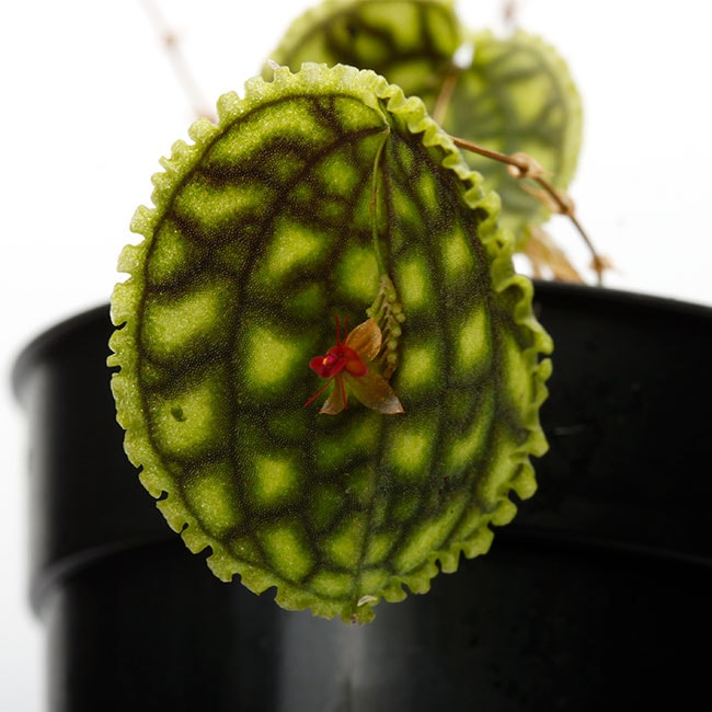 Lepanthes calodictyon [ レパンテス・カロディクティオン