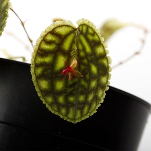 Lepanthes calodictyon　[ レパンテス・カロディクティオン ]　【 PN230912-04 】