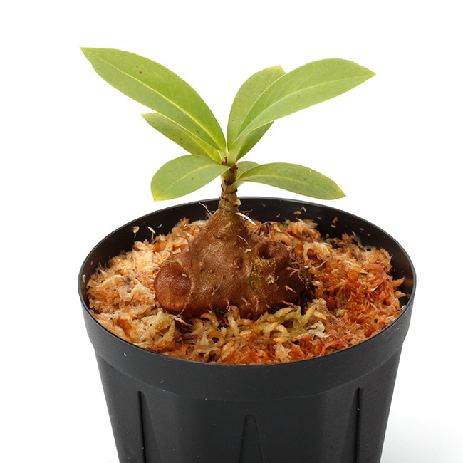 【極希少】アリ植物 アントルリザ・ブラクテオサ ノーマンビー島産 コルク仕立て Anthorrhiza bracteosa ' Normanby ' [ アントルリザ・ブラクテオサ