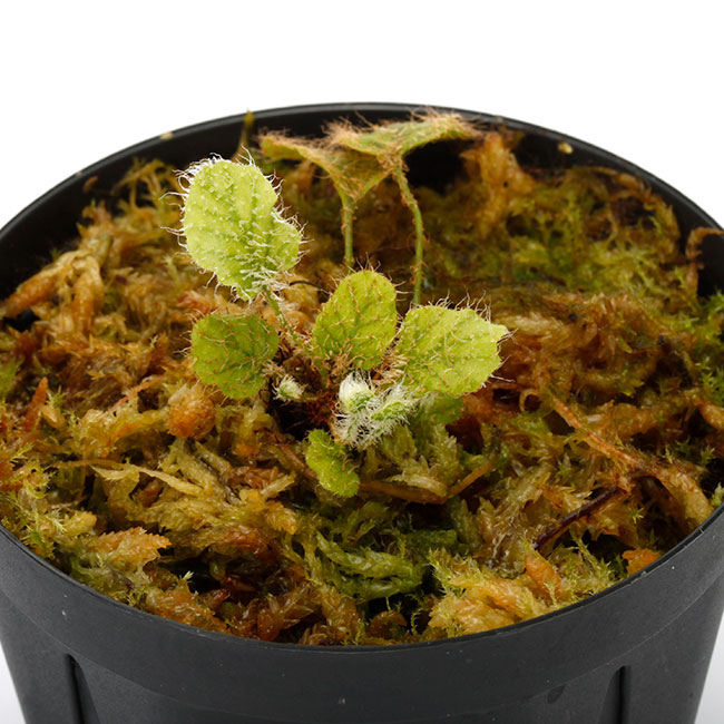 タグ付き Elaphoglossum sp. PulauYapen TK1125 Elaphoglossum sp