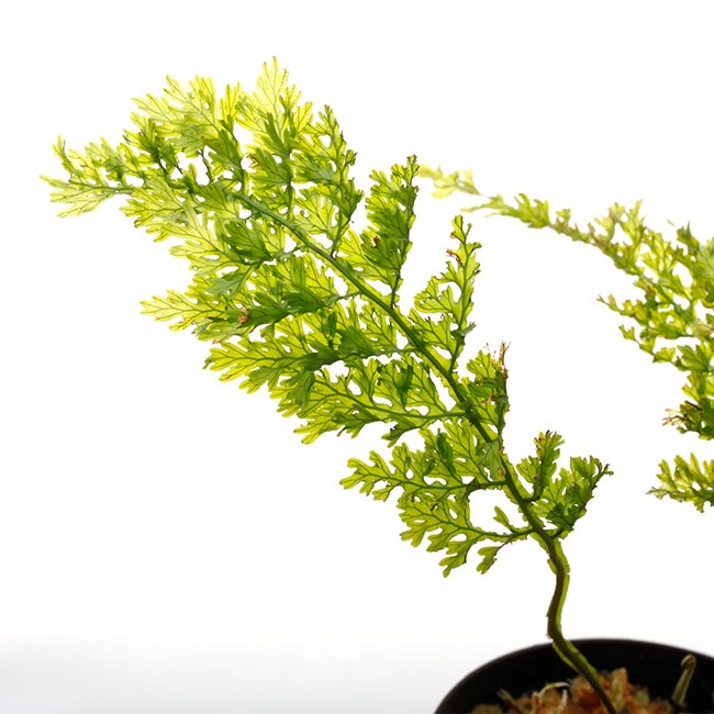 水草 crepidomanes siamensis sp Crepidomanes sp. Calicut