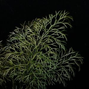 Asplenium bulbiferum [ �����ץ�˥��ࡦ�֥�ӥե���� ]���� PN260714-10 �ۡ��� �դ��ȤƤ����٤ʶ����������� ��