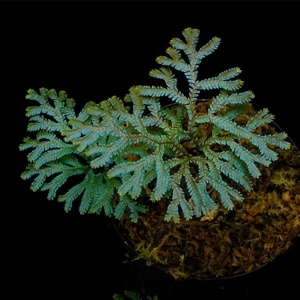 Selaginella siamensis[ 饸ͥ顦󥷥 ] PN231004-03 