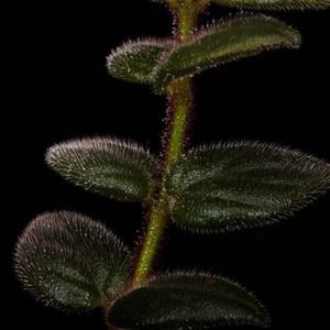Columnea gloriosa��[ �����ͥ��������ꥪ�� ]��1�ݥå�