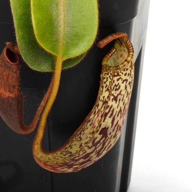 Nepenthes vogelii [ ネペンテス・ボゲリー ] 【 PN240506-04