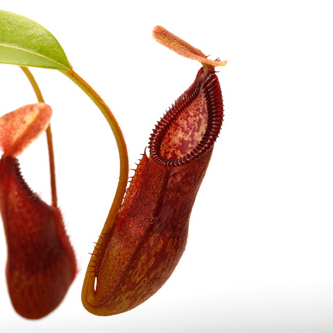 ネペンテス ハマタ Nepenthes hamata - ネペンテス