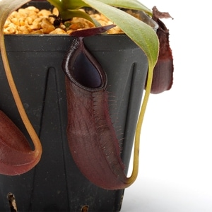 Nepenthes izumiae x inermis ��[ �ͥڥ�ƥ��������ߥ��� x ���ͥ�ߥ� ]���� PN231009-03 ��