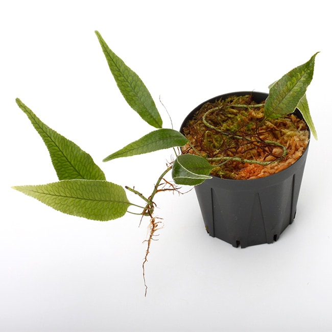 その他観葉植物 Microgramma tecta \