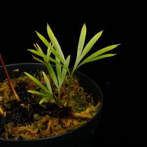 Dipteris lobbiana [ ǥץƥꥹӥ ] PN250507-03 