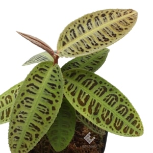 Emblemantha urnulata 