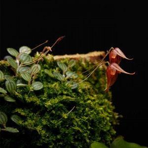 Specklinia dressleri (syn. Pleurothallis dressleri)[ ڥå˥ɥå ] PN250609-19 