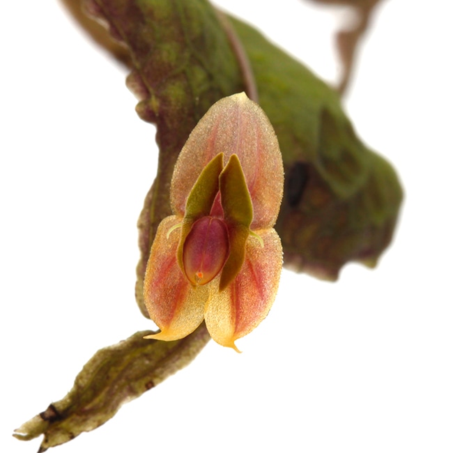 Lepanthes corrugata [ レパンテス・コルガータ ] 【 PN231023-06