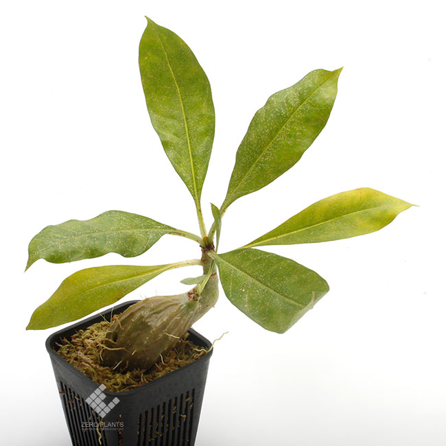 Myrmecodia tuberosa [ ミルメコディア・ツベローサ ] 【 PN231102-03 】