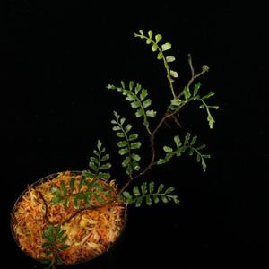 Lomagramma sp.