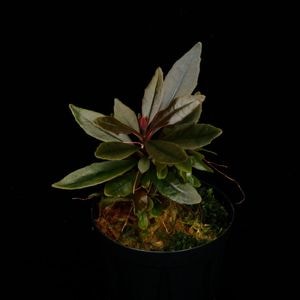 Medinilla sp. " Luzon Island, Philippines "/ KSB [ ��ǥ��˥� sp. �ե���ԥ󡢥륽���� ] ��1�ݥå�