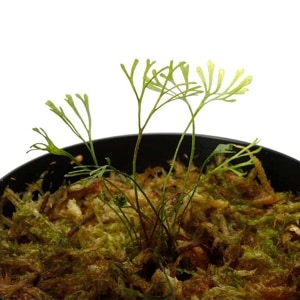 Elaphoglossum peltatum 