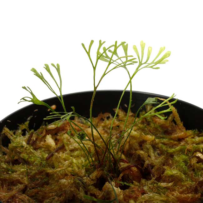 その他観葉植物 Elaphoglossum licum Ecuador Elaphoglossum sp. Ecuador