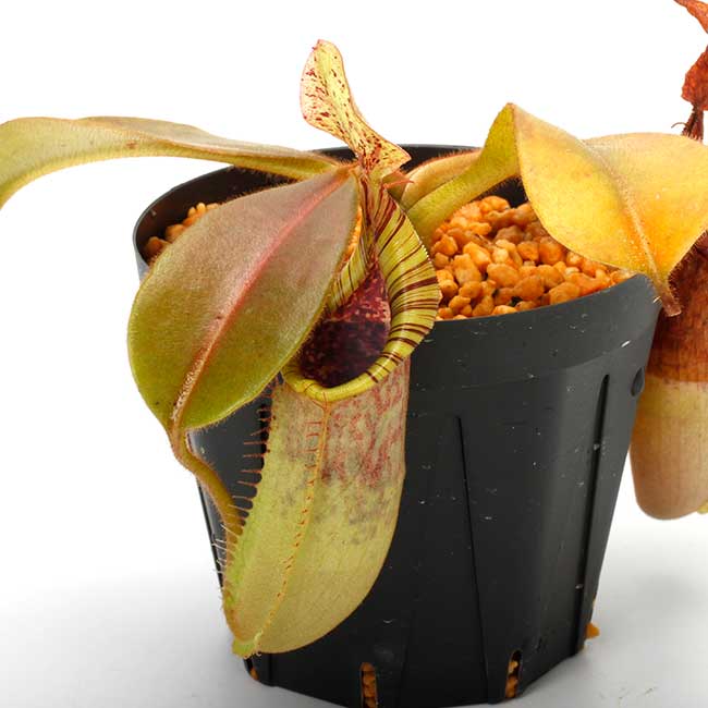 Nepenthes (mollis x veitchii) x maxima Wavy Leaf / Clone:00 / AW
