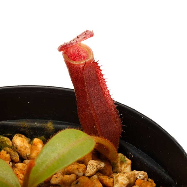 Nepenthes veitchii x lowii / AW [ ネペンテス・ビーチ x ローウィー