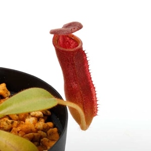 Nepenthes veitchii x lowii / AW��[ �ͥڥ�ƥ����ӡ��� x ���������� ]���� PN231114-04 ��
