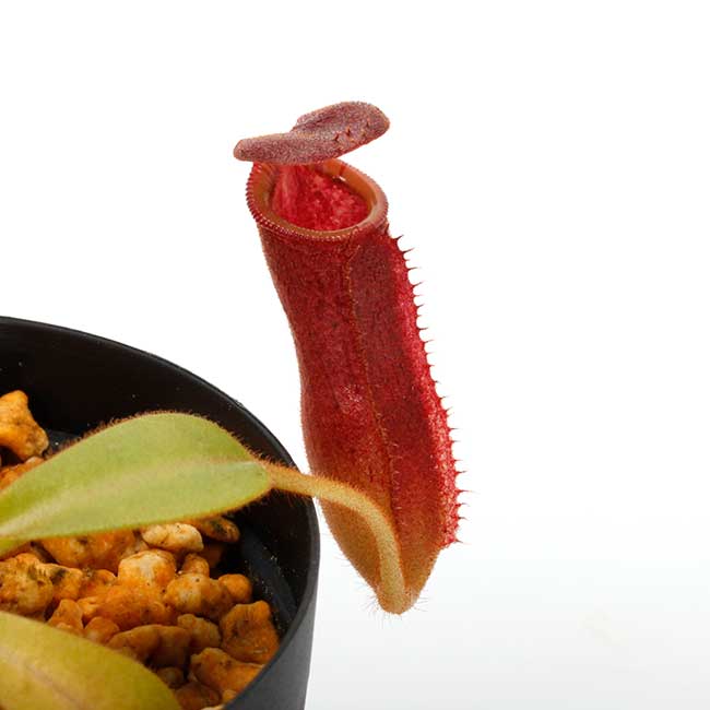 Nepenthes veitchii x lowii / AW [ ネペンテス・ビーチ x ローウィー