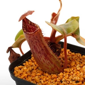 Nepenthes truncata ( highland - Reddish leaves )��[ �ͥڥ�ƥ����ȥ�󥫡��� ]���� PN231114-06 ��