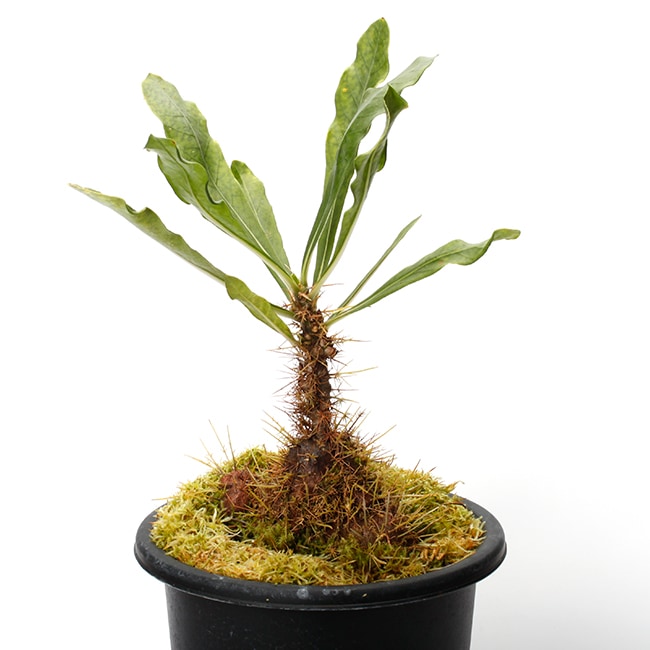 まさまる　アリ植物 世界唯一のアリ植物専門生産農場を作りたい！】アリ植物園芸の文化を