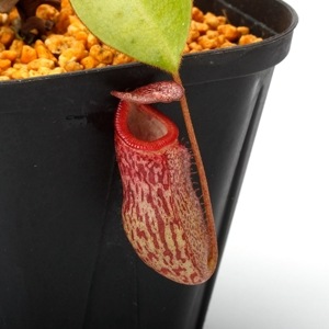 Nepenthes rajah x burbidgeae��( N. x ' alisputrana ' ) [ �ͥڥ�ƥ����饸�� x �С��ӥå����� (N. ���ꥵ�ץȥ�� ) ]���� Borneo Exotics / BE-3931 �ۡ� PN231121-05 ��