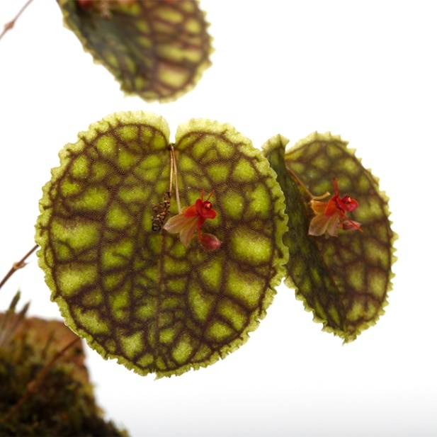 Lepanthes calodictyon [ レパンテス・カロディクティオン