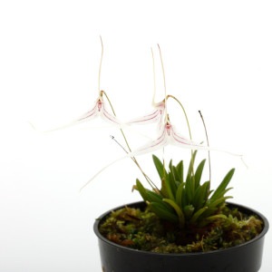 Trisetella hoeijeri��[ �ȥꥻ�ƥ顦�ۥ��������� ]���� PN231121-13 ��