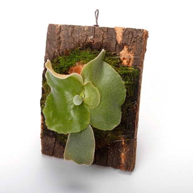 Platycerium andinum [ プラティセリウム・アンディナム ] 【 PN231201