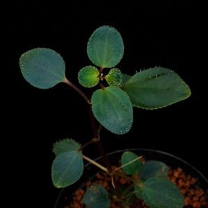 Sarcopyramis parvifolia　[ サルコフィラミス・パルヴィフォリア ]　1ポット