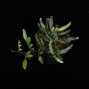 Teratophyllum ludens��[ �ƥ�ȥե���ࡦ�롼�ǥ� ]���� PN251117-05 ��