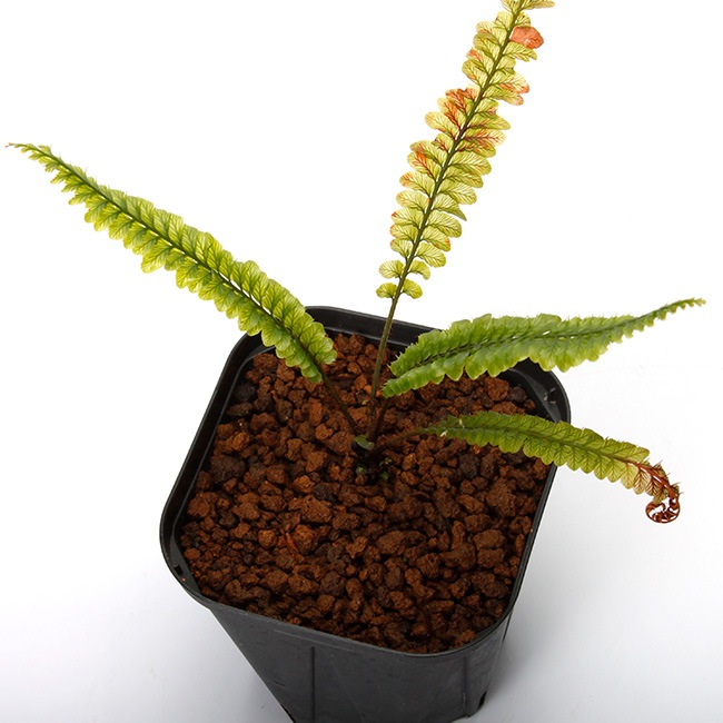 Cephalomanes sp. 