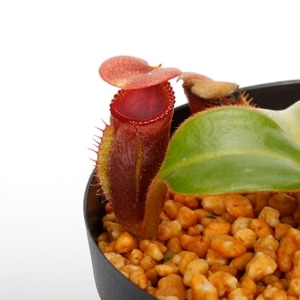 Nepenthes macrophylla / AW / Clone:T��[ �ͥڥ�ƥ����ޥ����ե��� ]���� PN231211-02 ��