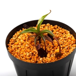 Nepenthes izumiae x edwardsiana / AW / Clone:03 �� PN231211-04 ��