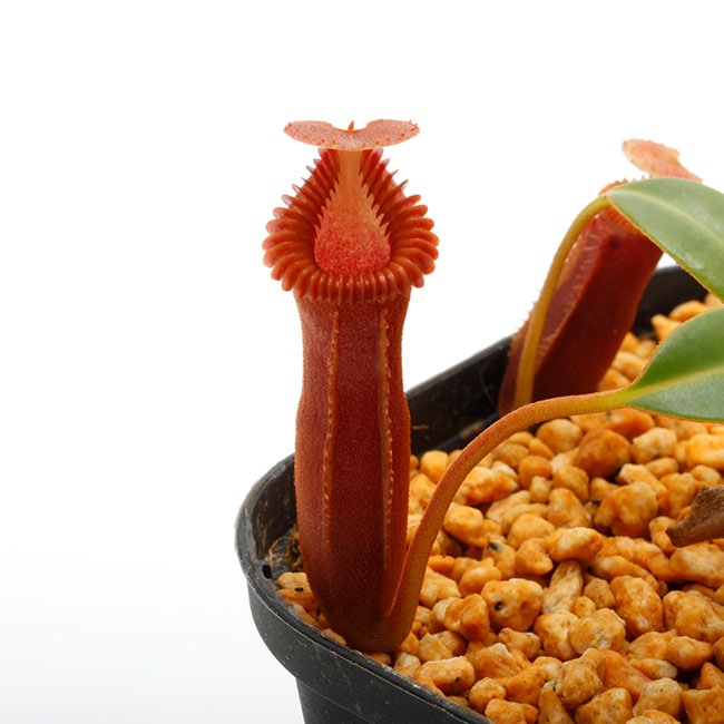 Nepenthes edwardsiana / Tambuyukon / AW / Clone:04 [ ネペンテス