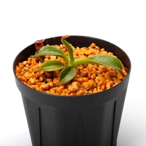 Nepenthes x Trusmadiensis (G. Trusmadi, Borneo) AW / Clone:02��[ �ͥڥ�ƥ����ȥ饹�ޥǥ����󥷥� ]���� PN231211-09 ��