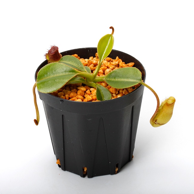 Nepenthes lowii (Gunung Mentapok, Borneo) AW / Clone:06