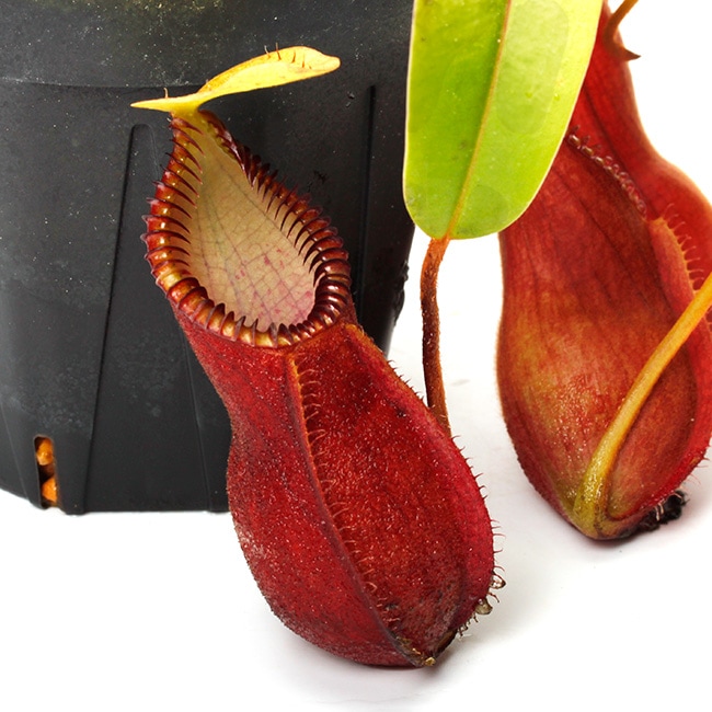 Nepenthes diabolica (=