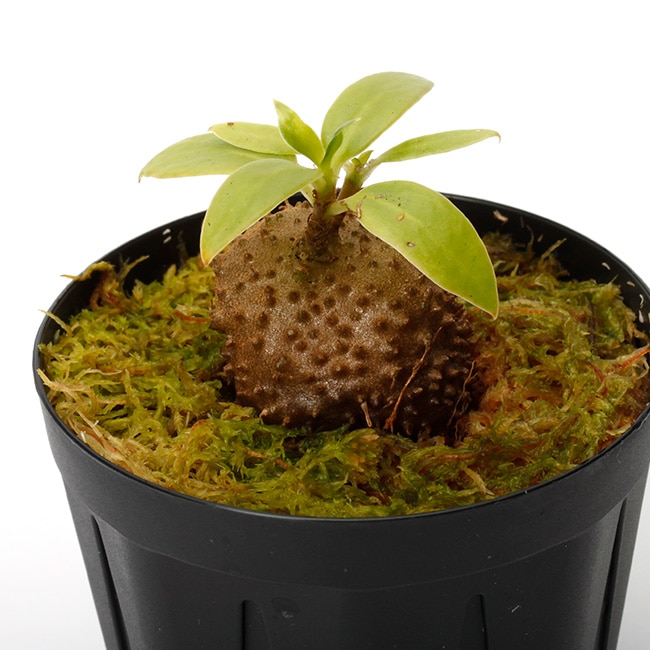 Squamellaria huxleyana (Vanua Levu, Fiji) 【 PN231211-13 】 | 植物