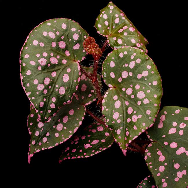 専用❣️Begonia sp.Tatau ベゴニア　タタウ❣️原種ベゴニア 専用❣️Begonia sp.Tatauベゴニア タタウ 極青美株❣️原種ベゴニア
