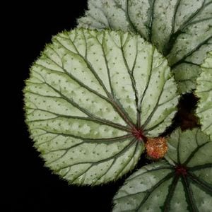 Begonia sp. Sekadau [ �٥��˥� sp. �������� ]��1�ݥå�
