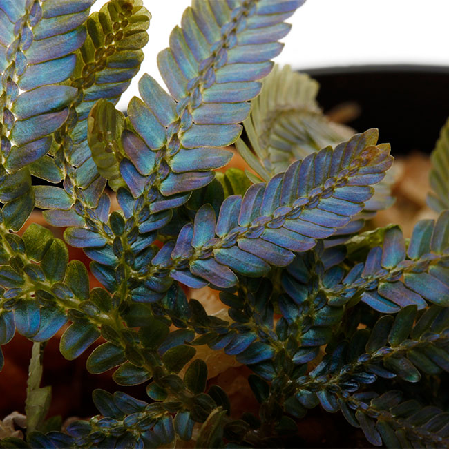 0415セラジネラsp._サラワク州産_２ セラギネラsp サラワク州産 selaginella  熱帯植物 シダ