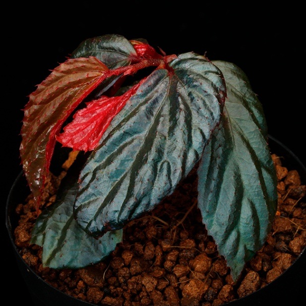 専用　ご確認用ページ　Begonia 5点同梱 Begonia sp. 